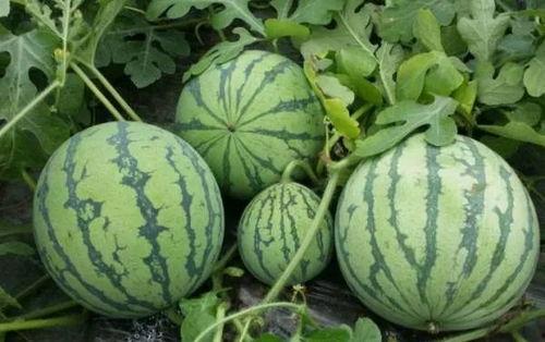 115su吃瓜黑料在线,网络舆论背后的真相与反思