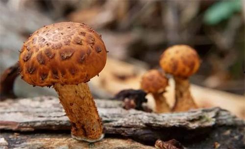 911爆料网吃瓜黑料蘑菇,吃瓜黑料蘑菇背后的真相